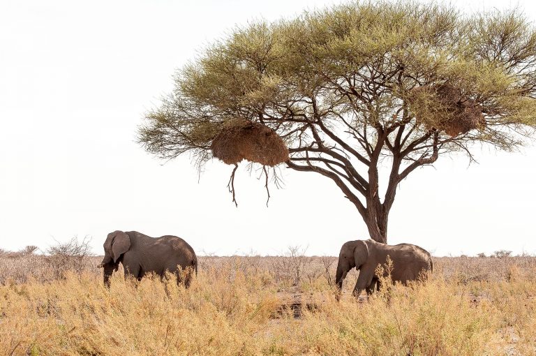 Región Oshana v ktorého rade zasadne Adolf Hitler Uunona. Foto: Glen Richbourg/Flickr
