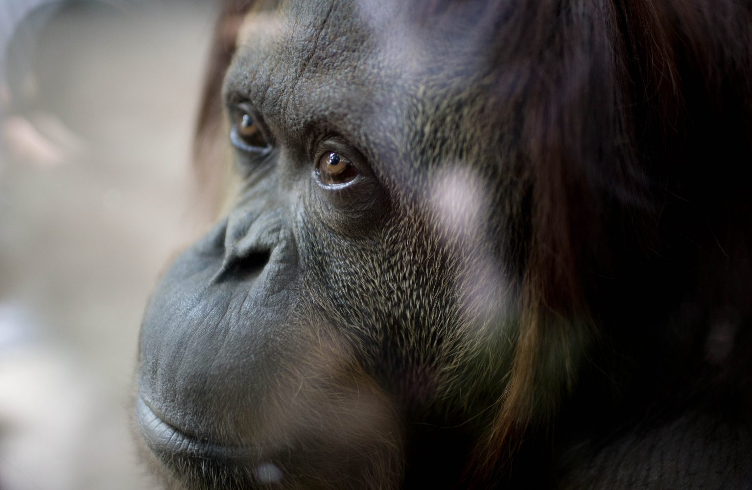 Samica orangutana menom Sandra môže po dvadsiatich rokoch opustiť svoj výbeh v zoo v argentínskom Buenos Aires. Podľa argentínskeho súdu totiž ide o "nie-ľudskú" osobu, ktorá však bola protiprávne zbavená slobody. Ilustračná foto: TASR/AP