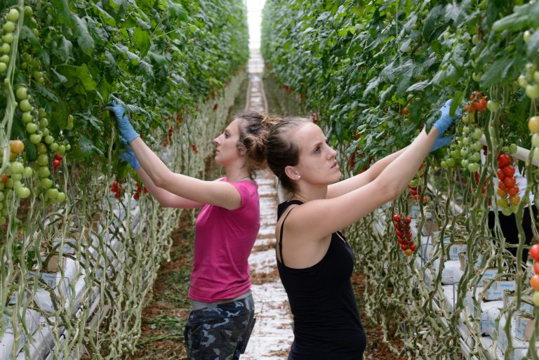 V budúcom roku na Slovensku pribudne dohoda o pracovnej činnosti na výkon sezónnej práce