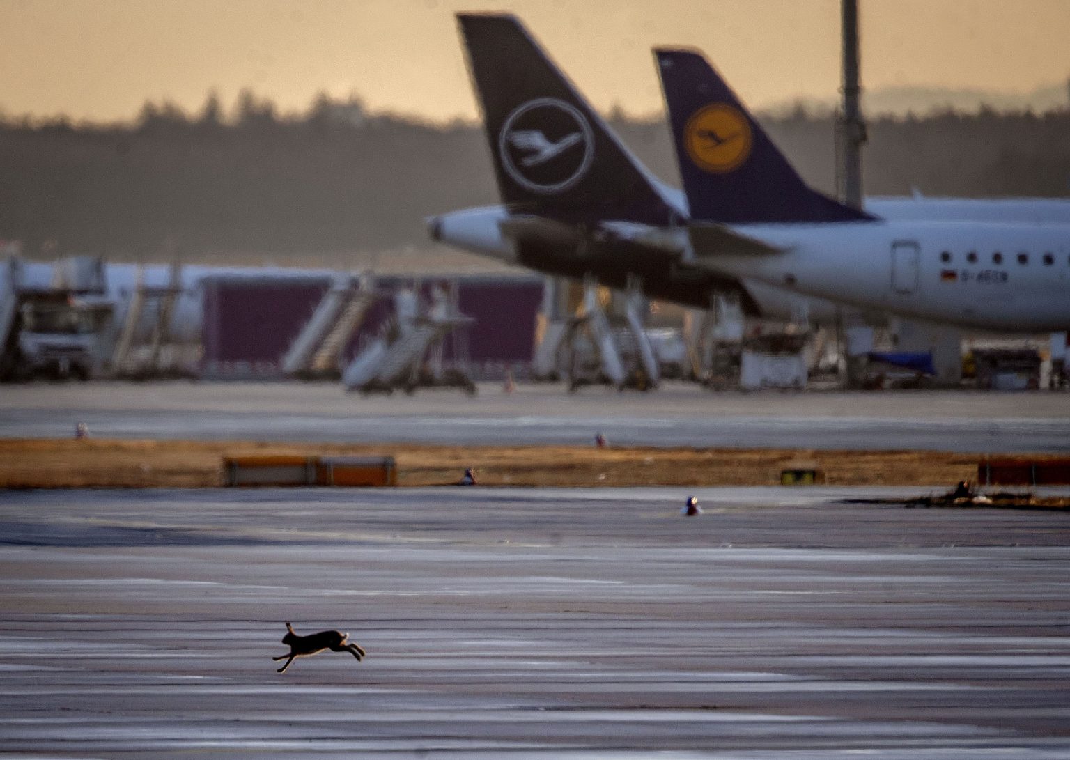 Lietadlá spoločnosti Lufthansa. Foto: TASR/AP