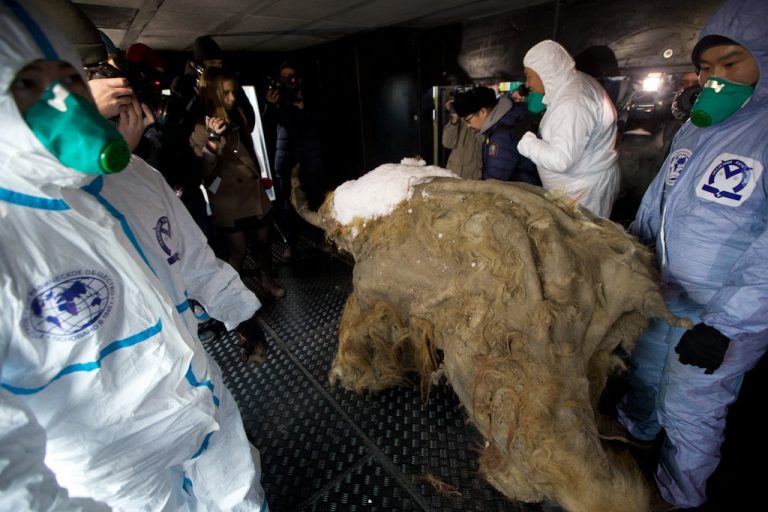 Mamutie mláďa, ktoré zahynulo pred 39-tisíc rokmi. V roku 2014 ho vedci objavili v sibírskom permafroste.  Foto: TASR /AP