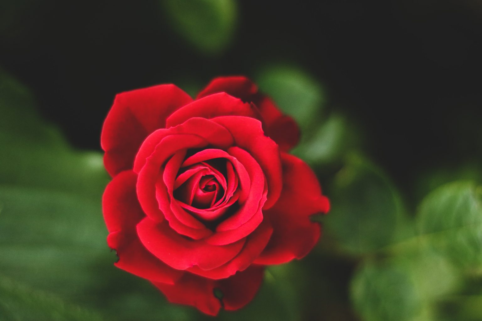 Ilustračný obrázok: Ergita Sela/unsplash.com