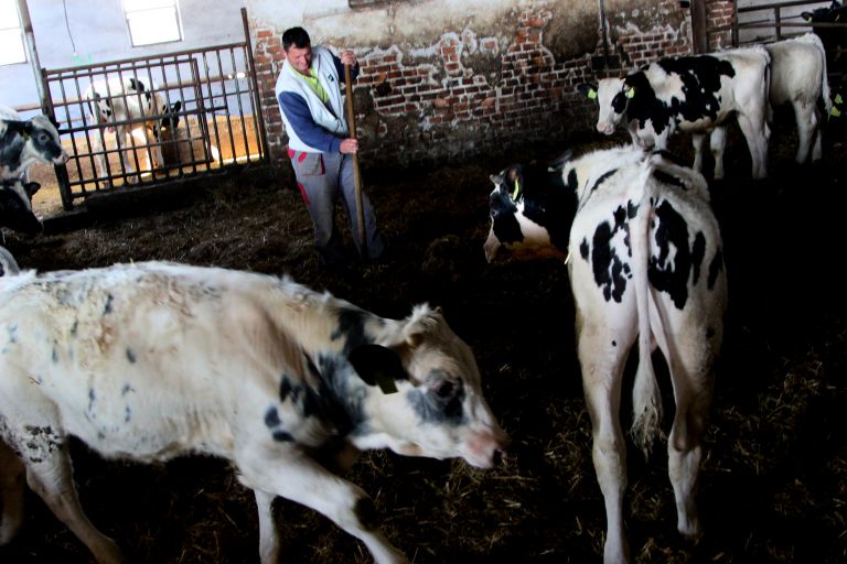 Holandská vláda dostala od EÚ zelenú k likvidácii 3-tisíc fariem