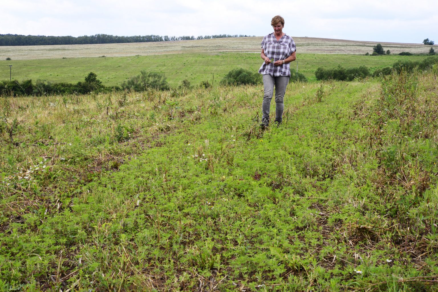 Invázna rastlina ambrózia palinolistá (Ambrosia artemisiifolia) s pôvodom v severnej Amerike, ktorá je silný peľový alergén. Foto: Milan Kapusta/TASR