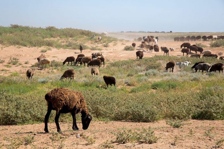 Flickr/Alexey Dushutin