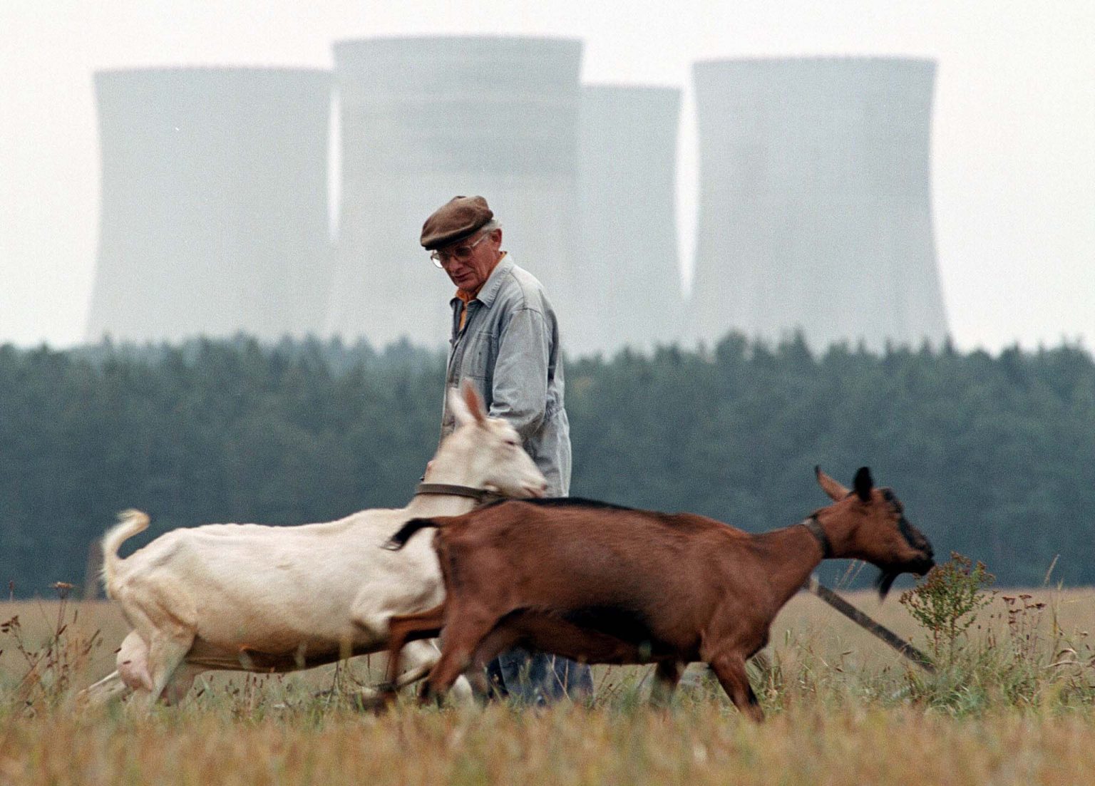 Obyvateľ obce Malešice pasie kozy neďaleko Temelínu. Foto: TASR/AP
