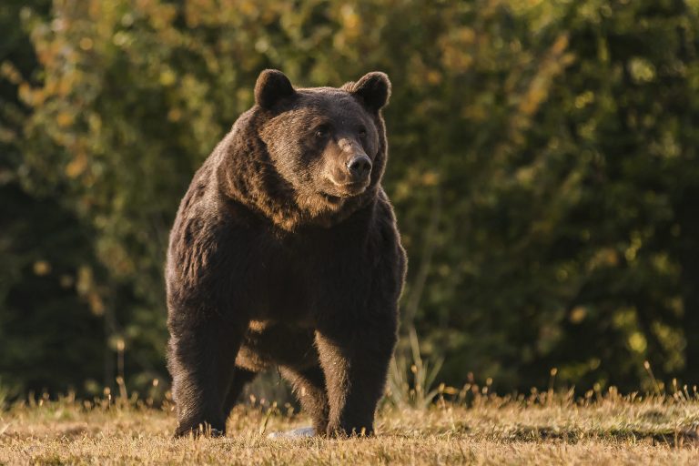 Medveď hnedý. Foto: TASR/AP