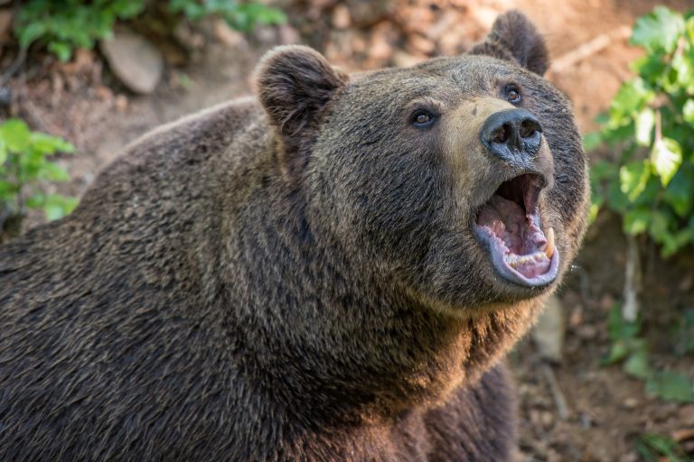 EXKLUZÍVNE: Na Liptove medveď dohrýzol muža