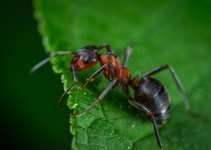 Ant in an illustrative image.