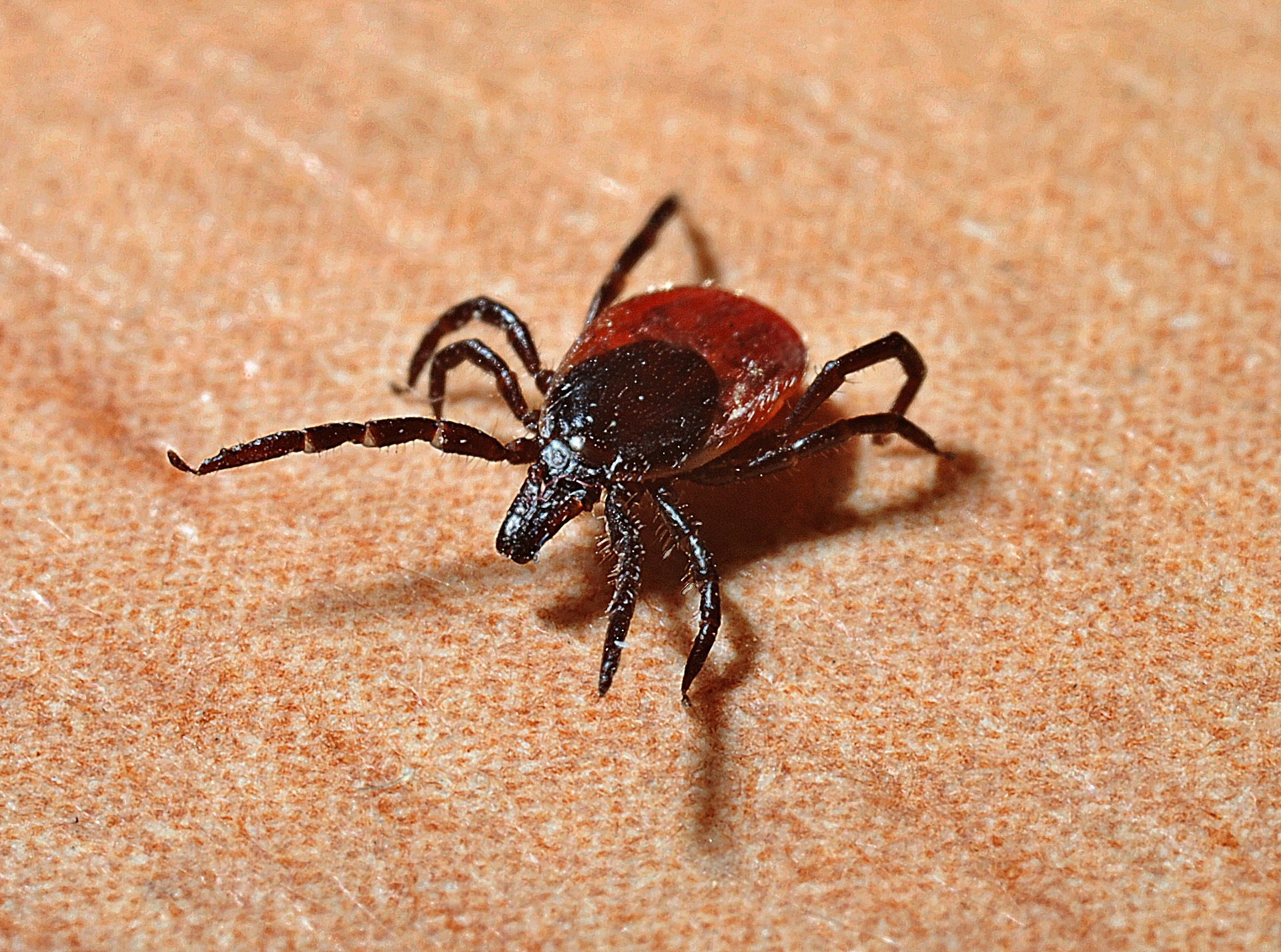 V mestských parkoch si dajte väčší pozor na kliešte, než v lesoch. Majú viac infekcií
