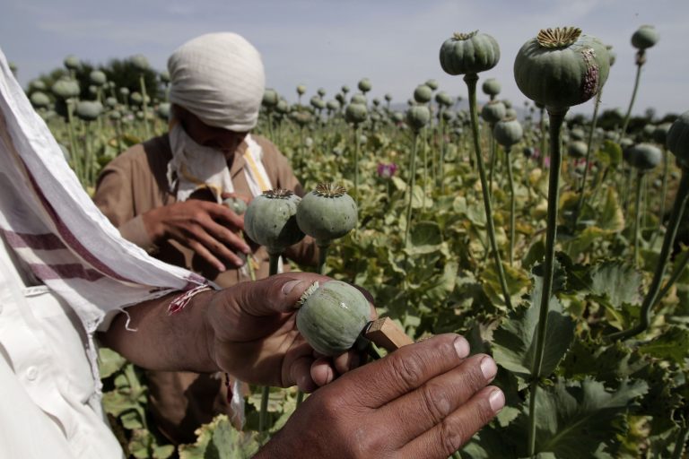 Taliban chce zastaviť výrobu ópia výmenou za medzinárodnú pomoc a uznanie. Bude Západ platiť za sľuby?