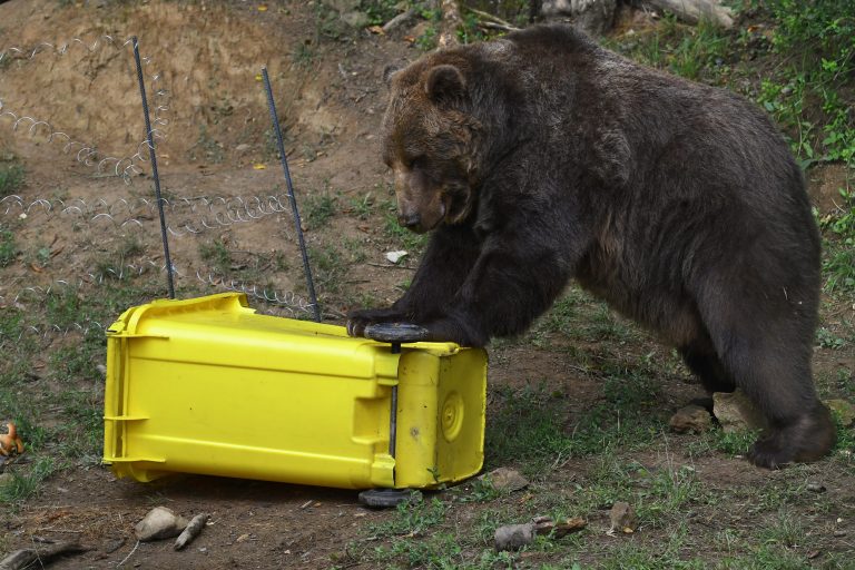 Medveď na pastiera neútočil, štátna ochrana prírody upozorňuje na hoax