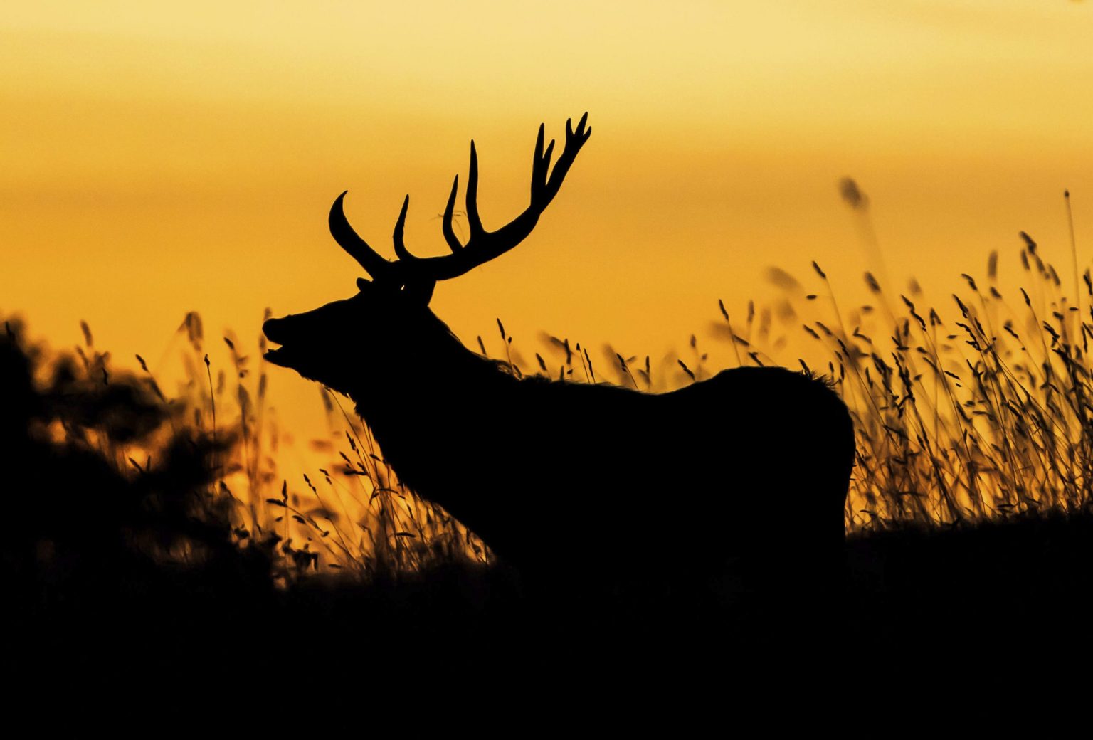 Jeleň, ilustračná fotografia. Foto: TASR/AP