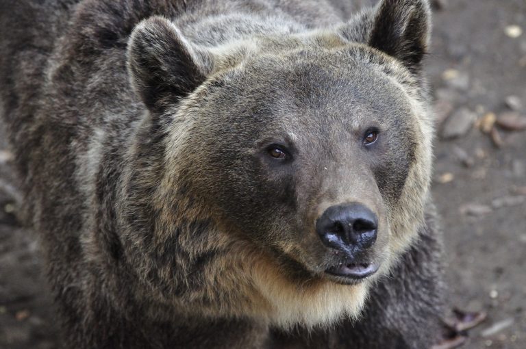 V Malej Fatre medveď údajne napadol 38-ročného muža
