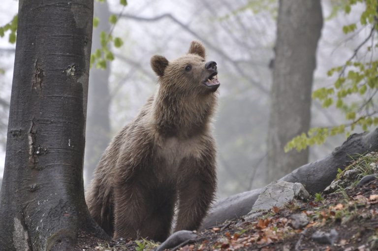 O slovenských medveďoch spoza rieky Moravy