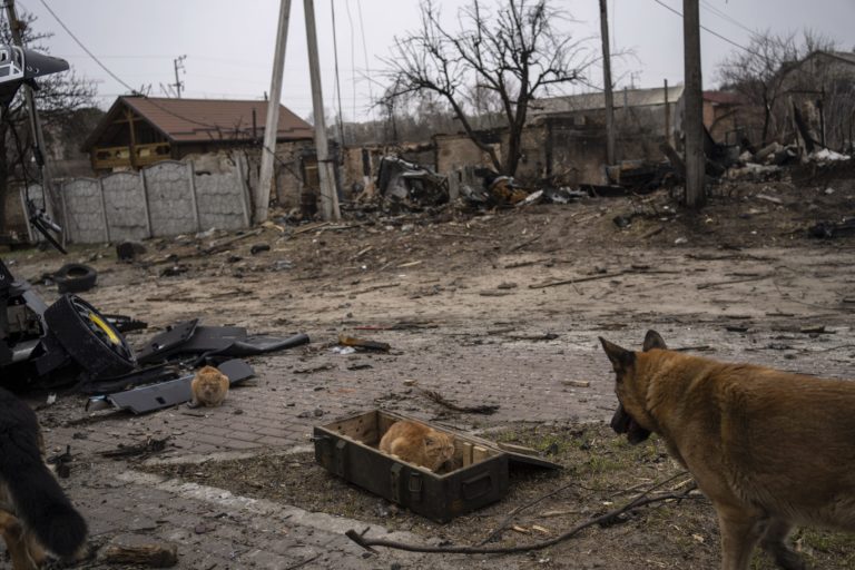 Mačka sedí v debni na muníciu v meste Buča na predmestí Kyjeva, ilustračný záber. Foto: TASR/AP
