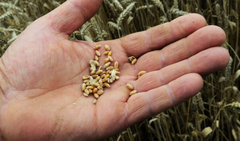 Ukrajina poslala do Sýrie stovky ton múky, tvrdí Zelenskyj