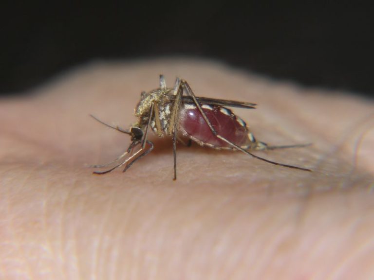 Štúdia zistila, že niektoré mydlá môžu ľudí zatraktívniť pre komáre