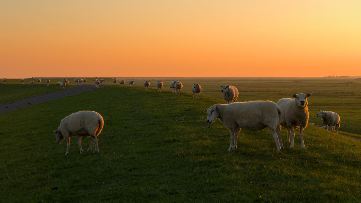 Počítanie ovečiek nie vždy pomáha. Ilustračné foto: Rob Oo/flickr.com