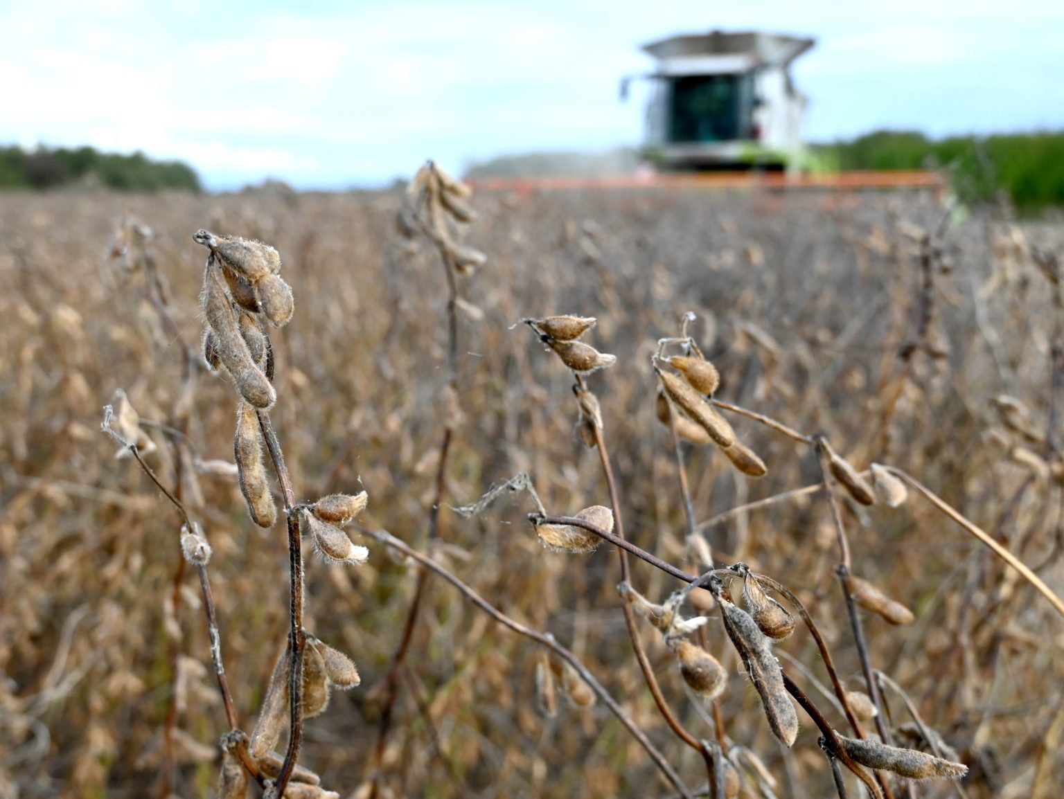 Ilustračné foto: Žatva sóje fazuľovej na dolnom Zemplíne. Roman Hanc/TASR