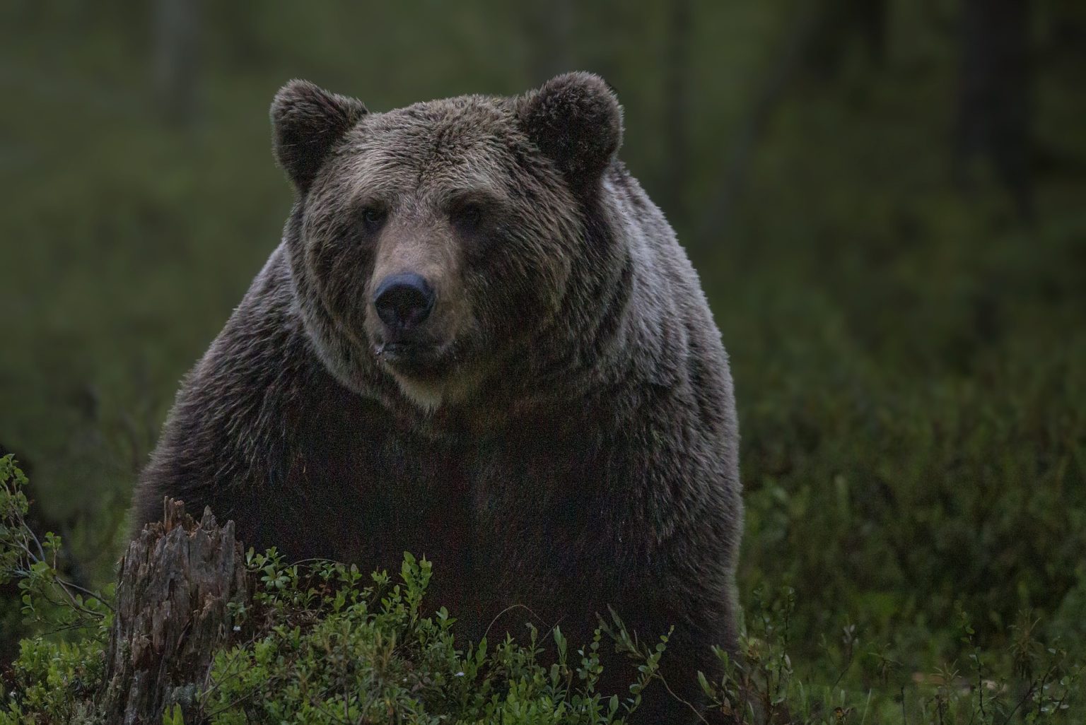 Medveď, ilustračná fotografia. Foto: Pixabay.com
