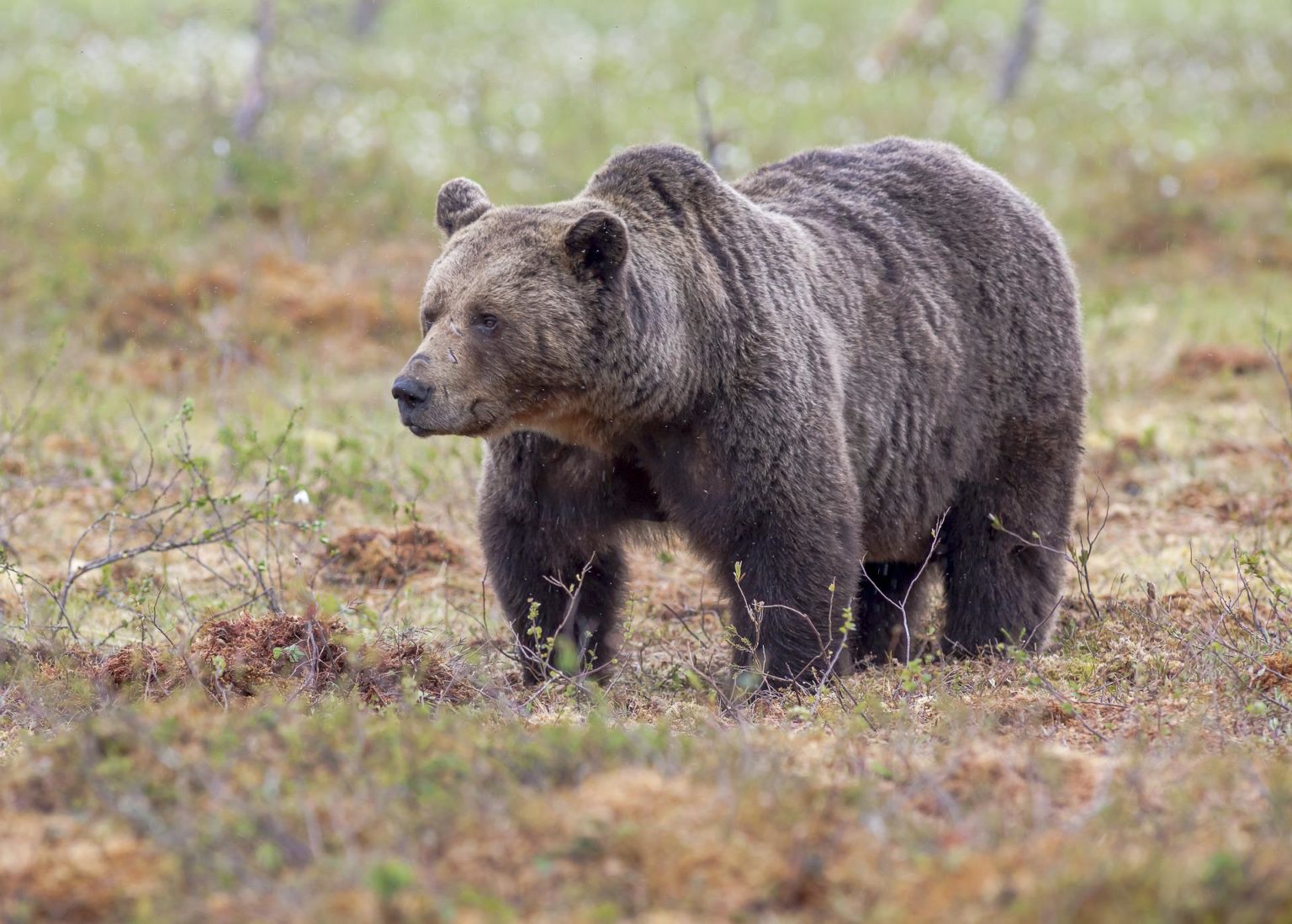 Medveď, ilustračná fotografia. Foto: Pixabay.com