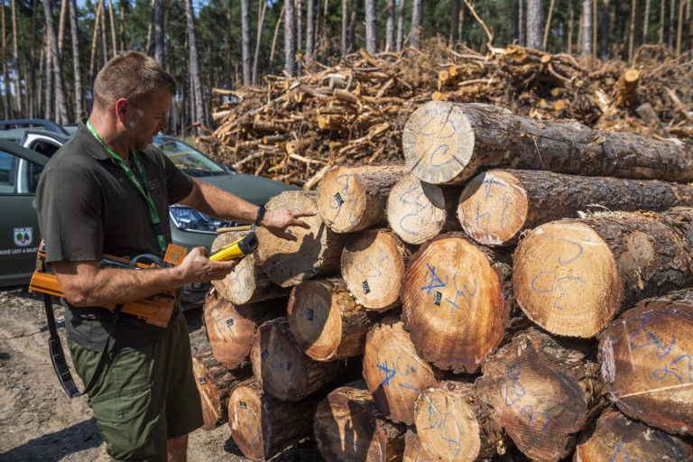 Rumunsko bojuje proti nelegálnej ťažbe dreva