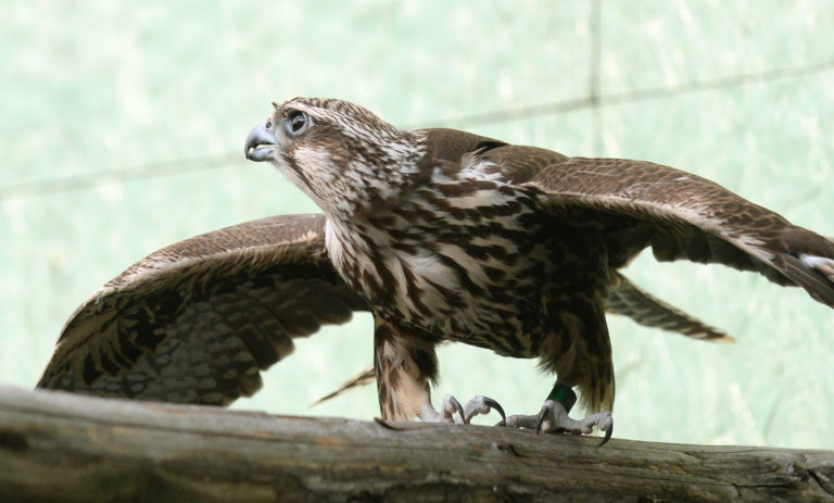 Ornitológovia tento rok zaznamenali rekordný počet mláďat orla kráľovského a sokola rároha