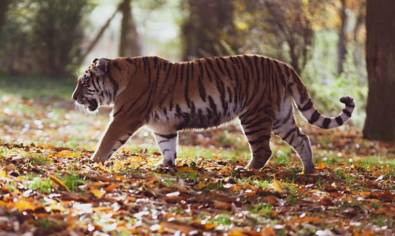 Ilustračná fotografia tigra. Foto: Pixabay