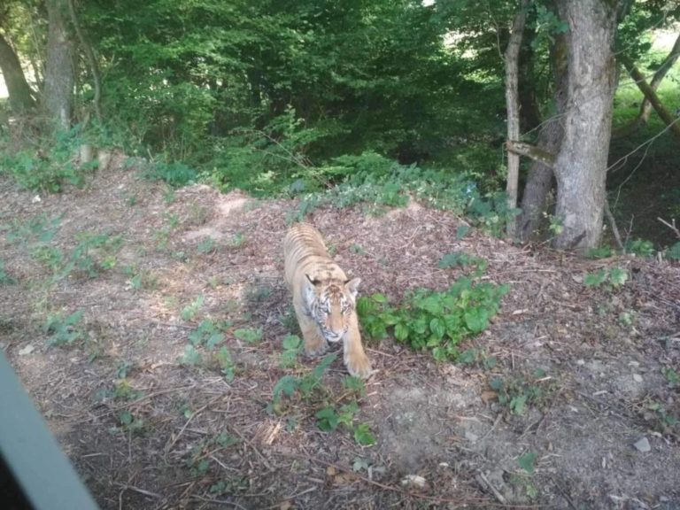 Tiger na slovensko-ukrajinskej hranici. Foto: archív Štandardu