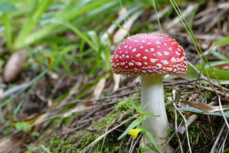 Otrava hubami môže zapríčiniť aj trvalé poškodenie orgánov