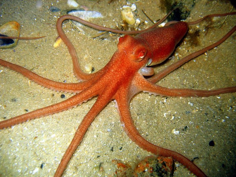 Jed z chobotnice kaurna môže byť významným faktorom v liečbe rakoviny kože