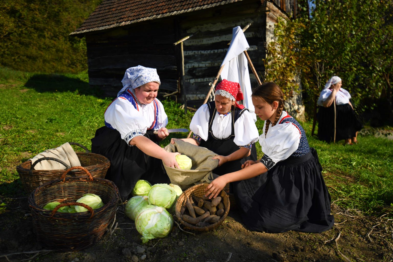 Zber kapusty na Slovensku. Foto: archív Kataríny Nádaskej