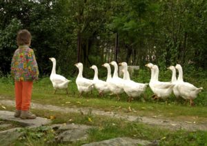 Traduje sa, že na svätého Martina odovzdávali poddaní zemepánom husi