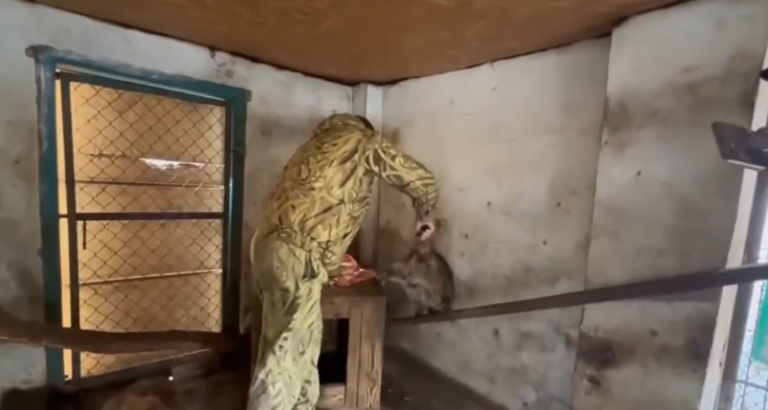 Ruské jednotky pred ústupom z Chersonu ukradli zvieratá z miestnej zoo