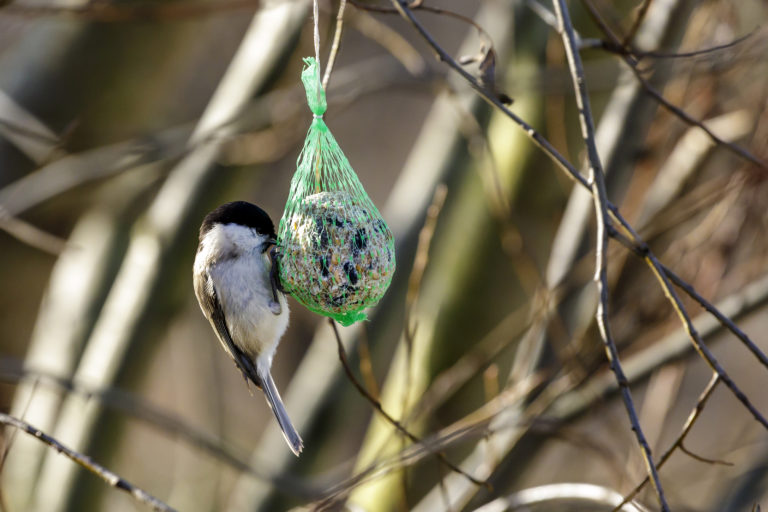 Ornitológovia informujú, ako prikrmovať vtáky na zimu