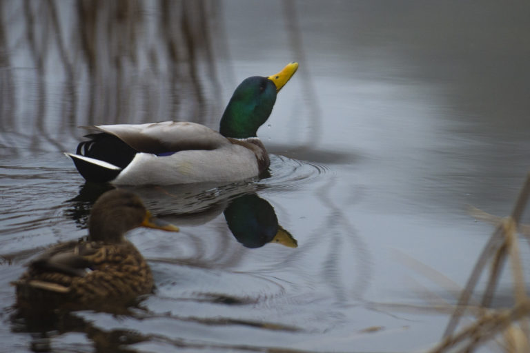 V košickej zoologickej záhrade potvrdili vtáčiu chrípku