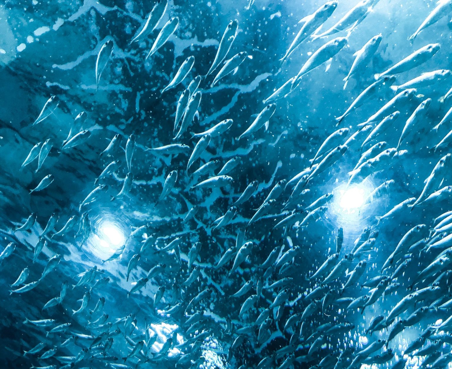 Kŕdeľ rýb v mori. Ilustračné foto: Pexels.com
