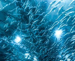 Prečo sú psychopati takými úspešnými vodcami kŕdľa