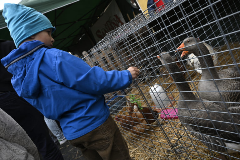 Pri maďarských hraniciach sa šíri vtáčia chrípka, upozornené bolo aj Slovensko