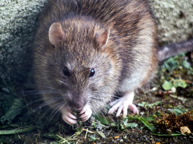 Prešovčanom strpčujú život premnožené potkany. Ako bude mesto riešiť situáciu?