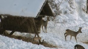 Poľovníci majú čo robiť aj v zime