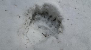 Aj v zime môžete stretnúť medveďa