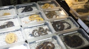 Pavúky, hady aj červy v Trenčíne