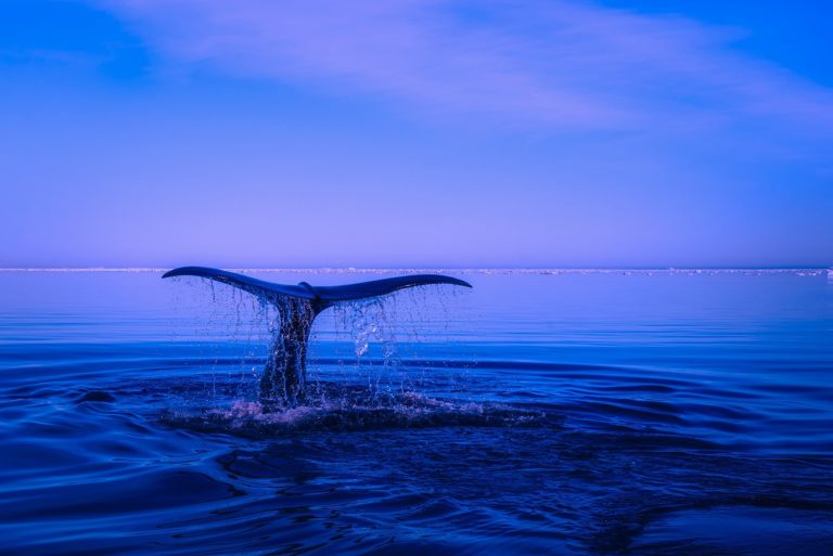 Ilustračná fotografia. Foto: Pixabay.com