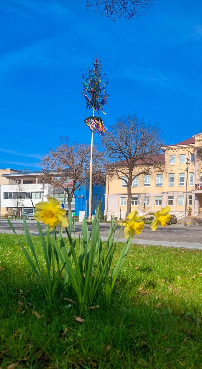 K neodmysliteľným májovým zvyklostiam patrí stavanie mája. Foto: archív Mesta Handlová