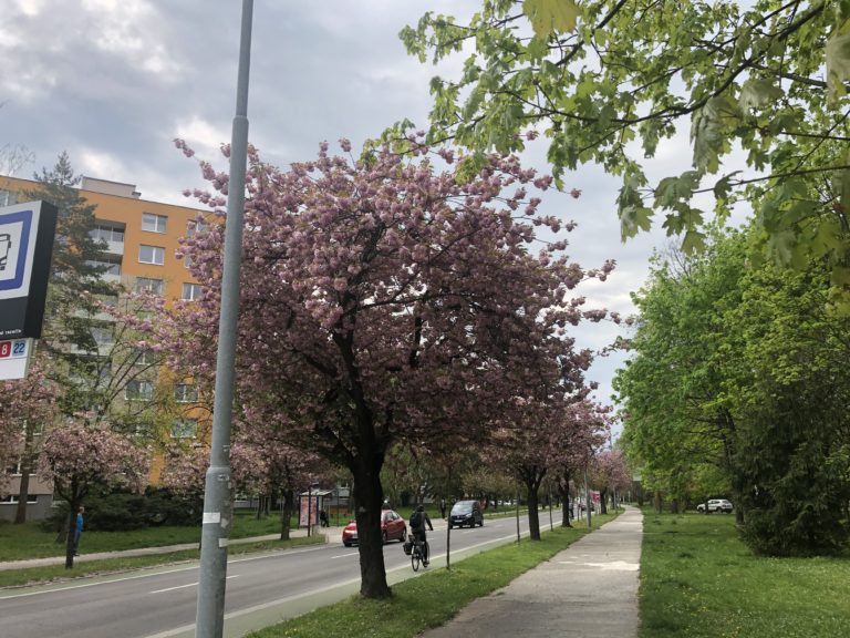 Foto: Sakury sú ozdobou jari. Pýšiť sa nimi môžeme aj v Trenčíne. Viete, čo symbolizujú?