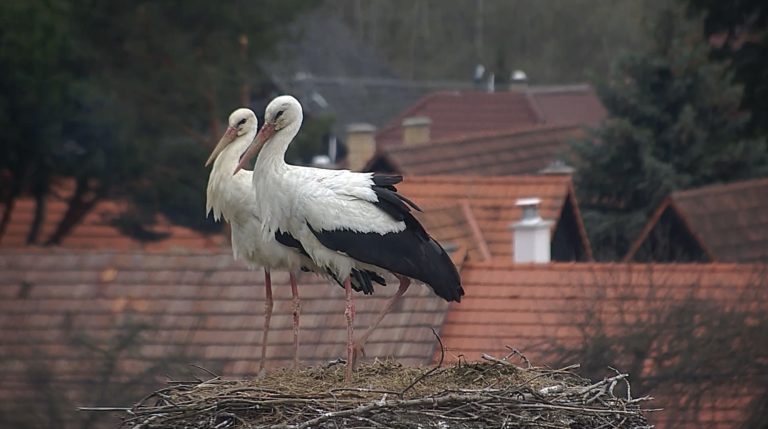 Okrídlení poslovia jari sú už na Slovensku