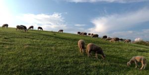 Jarné vyháňanie oviec na pastviny