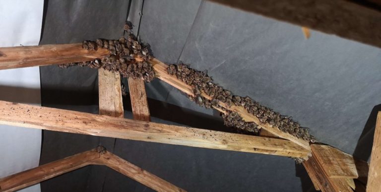 Nákladní podnájomníci